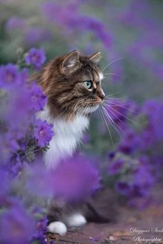 a cat sitting in the middle of purple flowers with its eyes open and looking at something