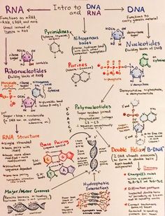 a whiteboard with many different types of diagrams on it, including the names and numbers of