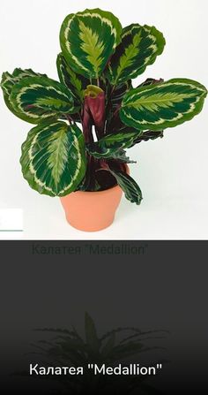 a potted plant with green and white leaves on it's side, next to the caption that reads karate meditation