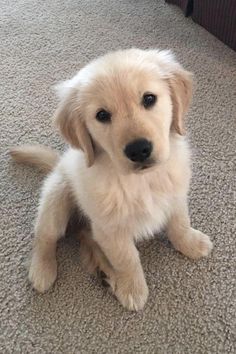 a puppy sitting on the floor looking at the camera