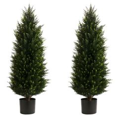 two potted trees are shown side by side