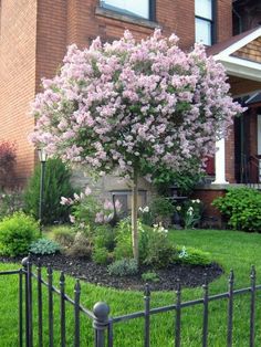 a small tree in the middle of a flowered garden next to a brick building