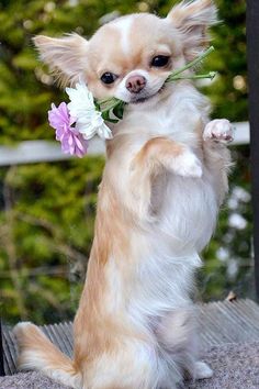 a small dog holding a flower in its mouth and standing on it's hind legs