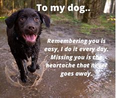 a dog is running through the water with its mouth open