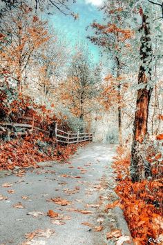 an image of a path in the woods with leaves on the ground and trees all around