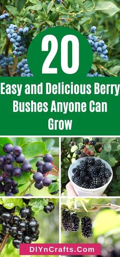 berries growing on trees with the words 20 easy and delicious berry bushes anyone can grow