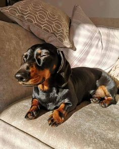 a black and brown dog laying on top of a couch