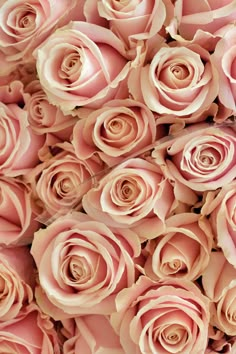 a bunch of pink roses that are very large in size and color, all together