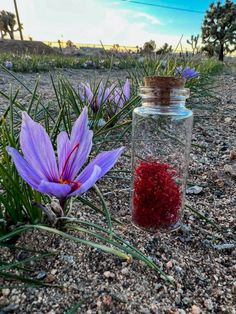 a purple flower in a glass jar sitting on the ground