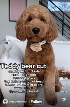 a brown dog sitting on top of a bed next to a white pillow with the caption teddy bear cut