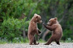 two small brown bears playing with each other