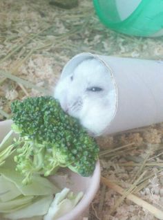 a hamster is peeking out from behind a container filled with broccoli