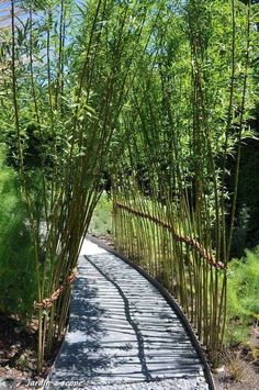 a wooden walkway surrounded by tall bamboo trees