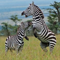 two zebras playing in the grass with each other on their back legs and mouths open