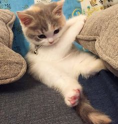 a kitten sitting on top of a couch with its paws in the air and it's paw hanging out