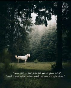 a white horse standing on top of a lush green field