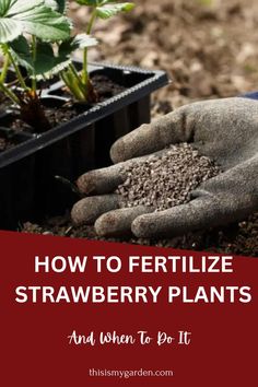 A gardener holding granular strawberry fertilizer in their gloved hand, with strawberry transplants ready to be planted in the background. From thisismygarden.com. Strawberry Fertilizer, Diy Fertilizer, Vegetable Garden Diy, Diy Raised Garden, Plant Nutrients