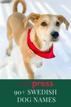 a brown dog wearing a red bandana in the snow with words pet press on it