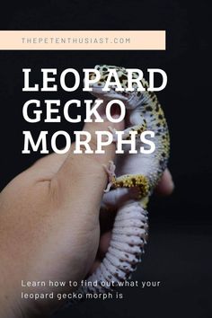 someone holding a gecko in their hand with the text leopard gecko morphs