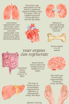 Did you know the human body can regenerate new organs 🫁🫀? The world of cellular regeneration — your body's innate ability to heal itself and even regrow new organs and tissues — has become a new passion of mine. 🌻 So, what's the point of all of this? To remind you that God designed our bodies with the incredible innate ability to heal ❤️‍🩹. Organ Cleanse, Organ Health, Skin Therapist, Natural Healing Remedies, Healthy Groceries, Herbal Healing, Body Is A Temple, Vitamins For Skin