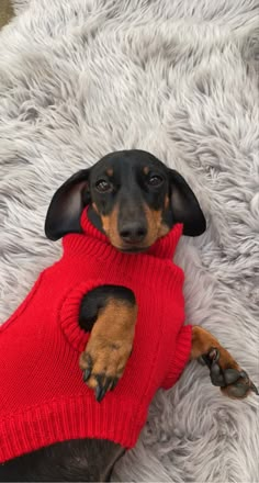 a black and brown dog wearing a red sweater laying on top of a white rug