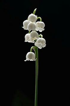 the white flowers are blooming in the vase