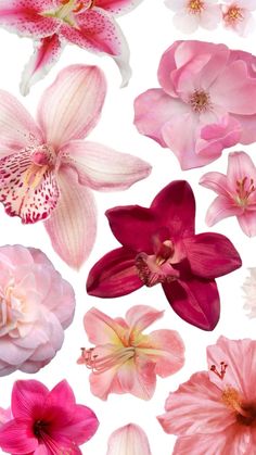 pink and white flowers on a white background