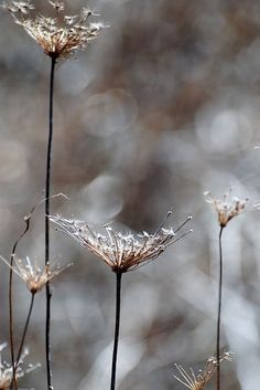 some very pretty looking plants with frost on them