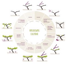 the wine growing calendar is shown in this graphic style, with several different types of trees