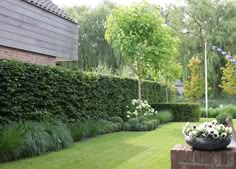 a lush green yard with white flowers and trees