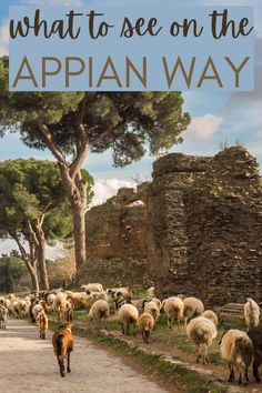 a herd of sheep walking down a dirt road next to trees and stone buildings with text overlay that reads what to see on the appian way