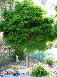 a large green tree sitting in the middle of a garden