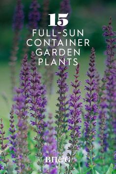 purple flowers with the title 15 full - sun container garden plants by bill's gardens