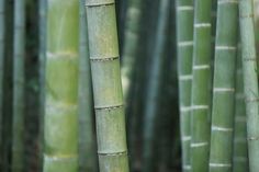 the tall bamboo trees are green and brown