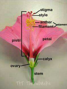 the parts of a pink flower on a white background with names in english and spanish