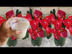 a hand is holding a drink in front of red flowers and green vases filled with white liquid