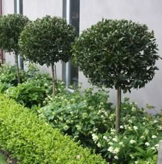 some very pretty bushes by the side of a building with flowers growing in front of them