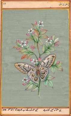 an image of two butterflies on a plant with leaves and flowers in the middle, surrounded by arabic writing