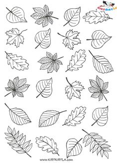 the different leaves are drawn in black and white, with one line on each side