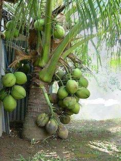 two children standing next to a palm tree filled with green coconuts