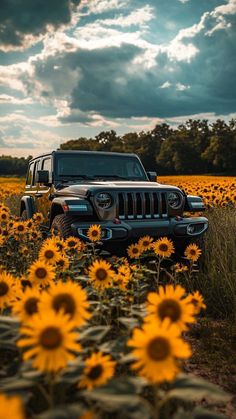 a jeep parked in a field of sunflowers