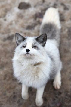 a small white and gray dog standing on top of a dirt field next to rocks