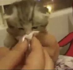 a person is feeding a kitten with a toothbrush