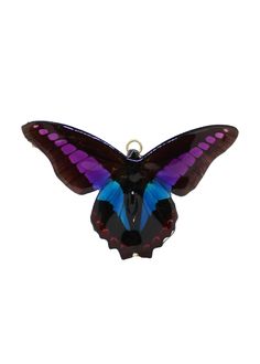 Purple, Blue, and Black butterfly preserved in resin. Butterfly Live, Real Butterfly, Butterfly Jewelry, Natural Life, Life Cycles, Orchids, Butterflies, Necklaces, Bracelet