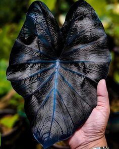 a hand holding a black leaf shaped object in front of green plants and trees behind it