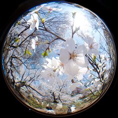 an image of some white flowers in the middle of it's blooming branches