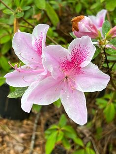 two pink flowers with water droplets on them in the grass and dirt near some bushes