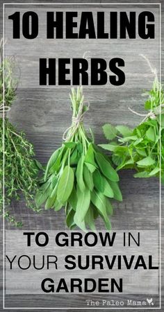 herbs on a wooden table with text overlay that reads, 10 health benefits to grow in your survival garden