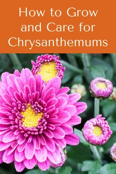 pink flowers with the title how to grow and care for chrysanthemums