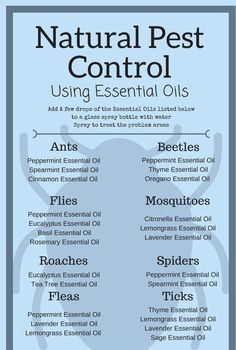 Essential Oils Ants, Oregano Essential Oil, Thyme Essential Oil, Spearmint Essential Oil, Cinnamon Essential Oil, Natural Pest Control, Using Essential Oils, Cleaning Recipes